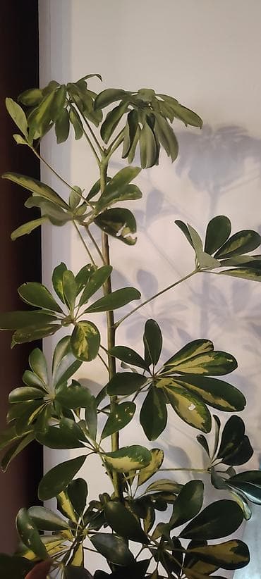 Çöl bitkiləri: Şeflera (Schefflera arboricola) – variegat yarpaqlı otaq bitkisi Bitki — 2