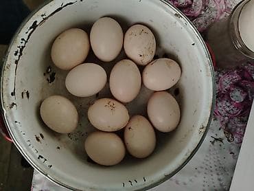 Yumurta 1 i 2 manat Pleymut xoruz daş pipik fərə yumurtası