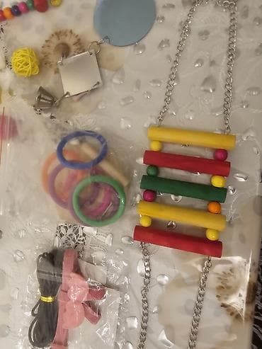 Yuvalar: Nimfa (cockatiel) cütü və tam avadanlıqlı qəfəs dəsti. Biri erkek biri — 6