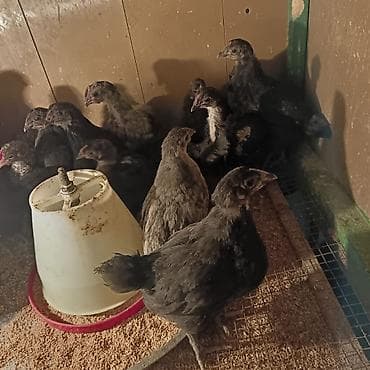 sort toyuq: Toyuq, Damazlıq — 1