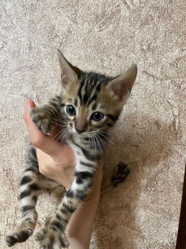 it adları erkek: Продаются VIP Бенгальские котятамальчики и девочки, чистокровные — 3