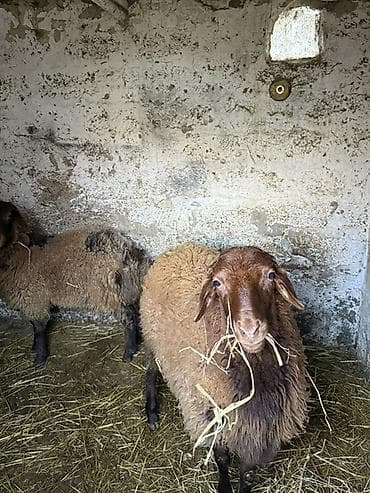 Digər heyvanlar: Qoyunlar ərkər toğlu — 2