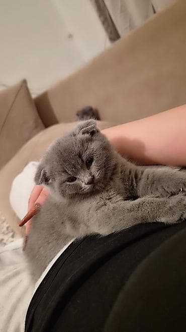 siam pişiyi: Şotland yastı qulaq — 6