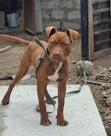 Digər heyvanlar: Pitbul, 8 ay, Erkek, Peyvəndli, Ünvandan götürmə — 1