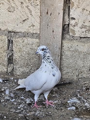 karella qus: Tutulma erkeydi satilir real alanar buyursun ünvan ramani gülçülük — 3