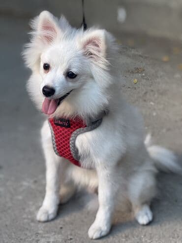 отдам в добрые руки шпица: Шпиц, 4 месяца, Самец — 7