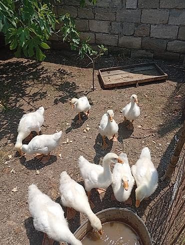 balaca ev itleri: Ay yarımlıq baxımlı qazlar. 10 dənədir. Ünvan: Maştağa (vişnyovka) — 4