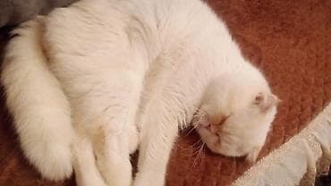 Heyvanlar üçün mallar: Erkək — 1