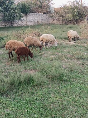 heyvanlara verilen adlar: Məhsul: Qoyun sürüsü Təsvir: - Şəkildə müxtəlif rəng və tük — 1