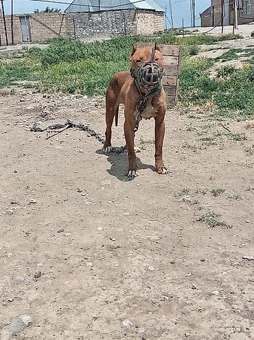 pitbull it: Pitbul — 2