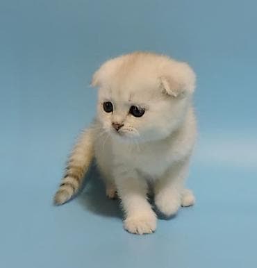 scottish fold: Şotland yastı qulaq — 6