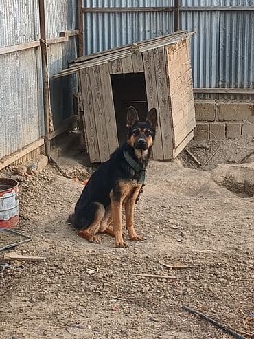 İtlər: Alman çoban iti, 1 il, Dişi — 2