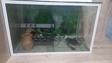 deniz qurdu satisi: Dördbucaq akvarium, Boş, 135 l, Ünvandan götürmə — 2