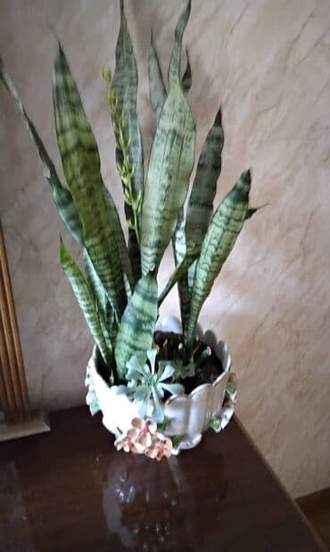 gil qab: Böyük sansivieriya. qabı özündən gözəl. özü qabından gözəl. gözəl — 3