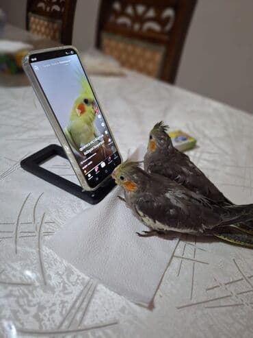 1aylıq dişi balalar ələ öyrəniblər qəti dişləmirlər çox gözəl lalafo.az -da 1aylıq dişi balalar ələ öyrəniblər qəti dişləmirlər çox gözəl