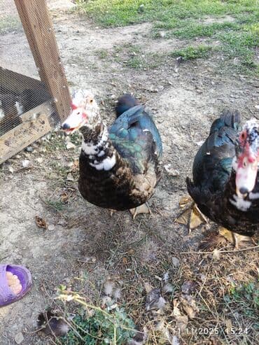 Inəklər, öküzlər: Erkək, | Lal ördək, Damazlıq — 6