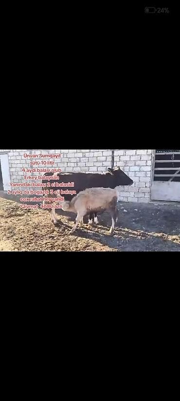 Südlük inək və bala - Ünvan: Sumqayıt - Südvermə: gündə 10 litr - 4