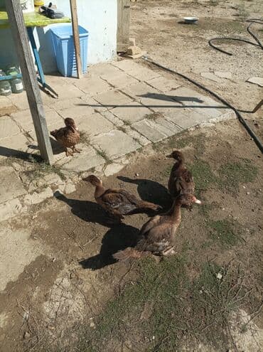 mirvari ordək: Satılır lal ordekler krasnodar sortu damazlıqdi 6denedi - — 2