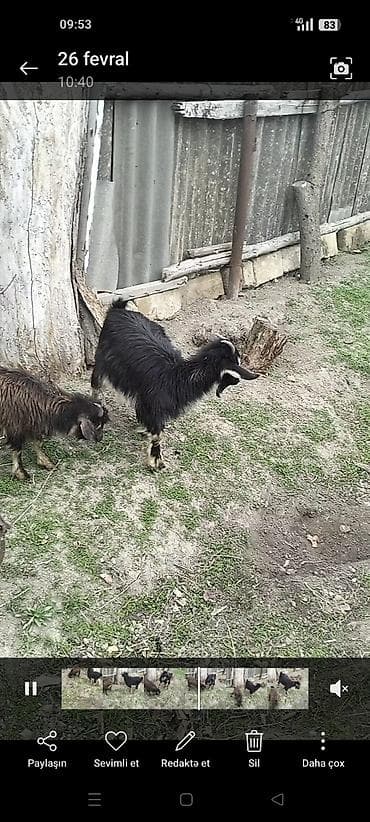 Məhsul: Keçilər (2 baş) Təsvir: - Şəkillərdə 2 ədəd gənc keçi