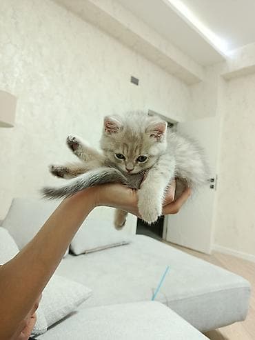 Digər heyvanlar: Şinşilla, Dişi, Yaxşı əllərə — 3