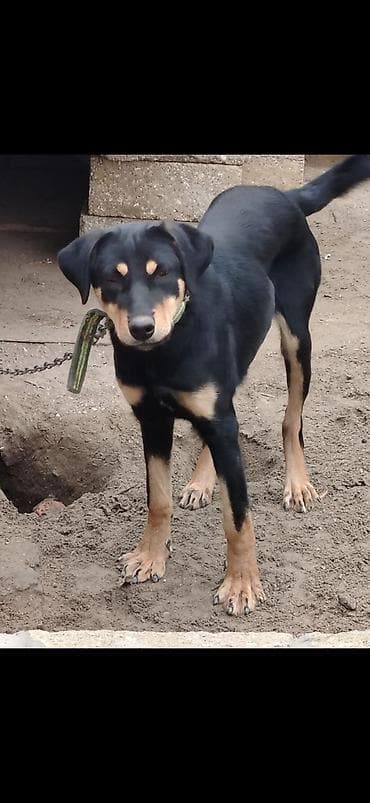 doberman itler: Doberman, 1 il — 3