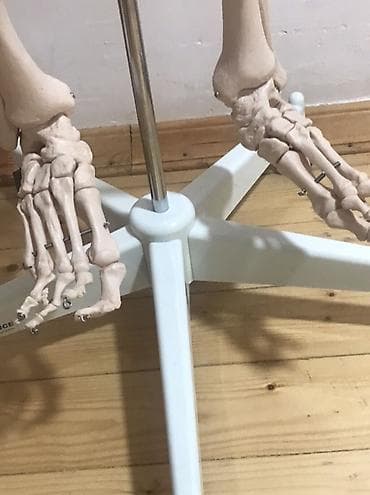 Медицинское оборудование: Viva Science tam ölçülü insan skeleti modeli - Brend: VIVA SCIENCE — 5