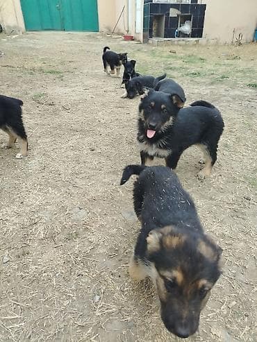 dişi it: Alman çoban iti, 2 ay, Erkek — 4