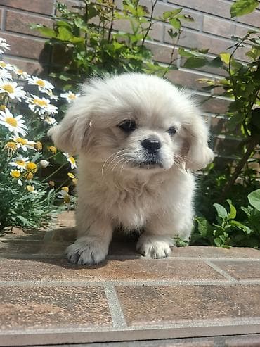 balaca ev itleri: Pekines, 3 ay, Erkek, Peyvəndli, Pulsuz çatdırılma — 8