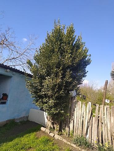 Defne (Laurus nobilis) ağacı – həmişəyaşıl ətirli ədviyyə bitkisi -