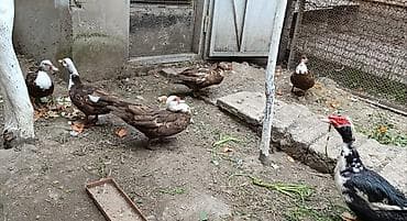 Dişi, | Lal ördək, Damazlıq
