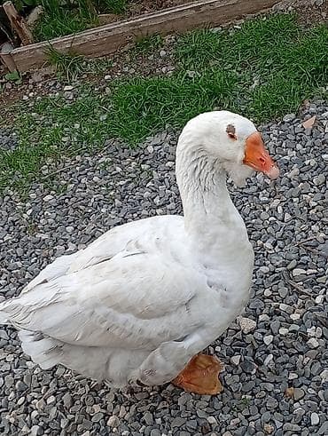 cins ineklerin satisi: Erkək, | Xolmogor, Damazlıq, Ünvandan götürmə — 2