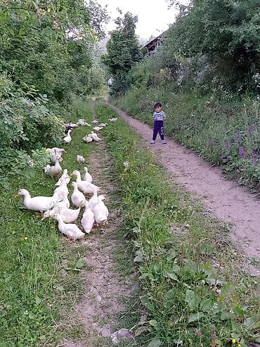 семейные общежития: Ekoturizm kənd həyatı təcrübəsi – dağ kəndində ailəvi istirahət — 3