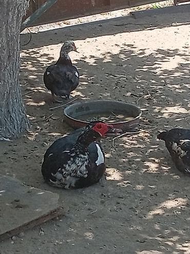 4ərkək bir dişi satılır 5biryerde 170 manat — 1