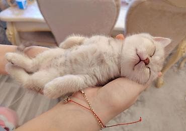 heyvan yemi: Dişi, Ünvandan götürmə — 4