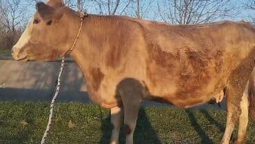 qoyun qiymeti 2022: Dişi, il: 4, Südlük, Ünvandan götürmə — 5