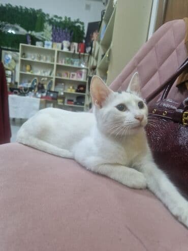 Türk anqora, Erkək, Yaxşı əllərə