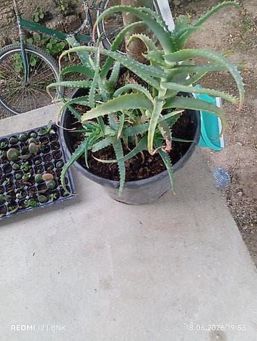 Otaq bitkiləri: Aloe vera (sukulent) – qara plastik dibçəklə - Bitki növü: Aloe vera — 2