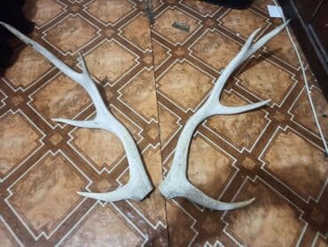 kecibuynuzu behmezi kisiler ucun: Təbi maral buynuzu. şekilleri çekilib yaxindan baxa bilersiz düzelme — 4