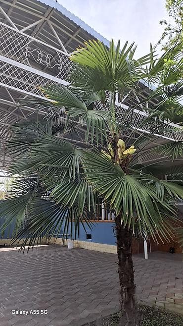 Trachycarpus fortunei (yapon xurması/palması) – həyətyanı sahələr