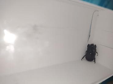it ucuz: Məhsul: Buynuzlu qaraqabıq böcəyi (Coleoptera, “kərgədan böcəyi” tipi) — 2