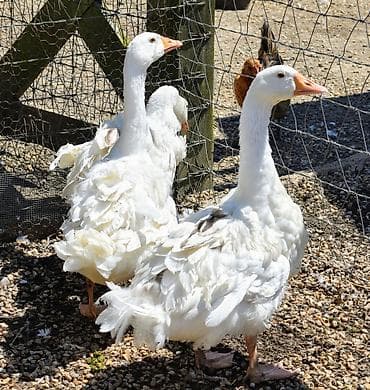 beyleqan sortu qoyun: Məhsul:3ed 180 man 1erkek 2disi yumurtayirlar Sebastopol qazı — 4