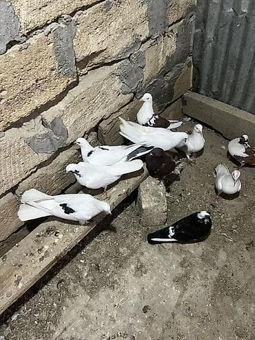 ev quslarinin satisi: 10 dene Heyvandı Kom130azn — 1