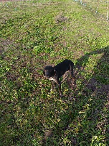 Kasalar: Dişi — 3