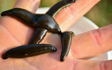 qaş formaları: Zəli satışı 🪱ibbi zeli. Səhiyyə Nazirliyi tərəfindən Azərbaycanda — 6