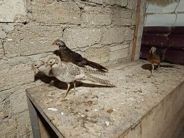 qirqovul yuvasi: Limonu qırqovullar satılır heyvanlar bir fərə bir xoruz şəklində — 2