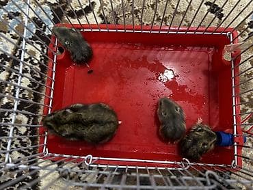 Yataqlar: 1 ədəd ana hamster 3 ədəd bala hamster 2 kletka biri böyük biri — 10