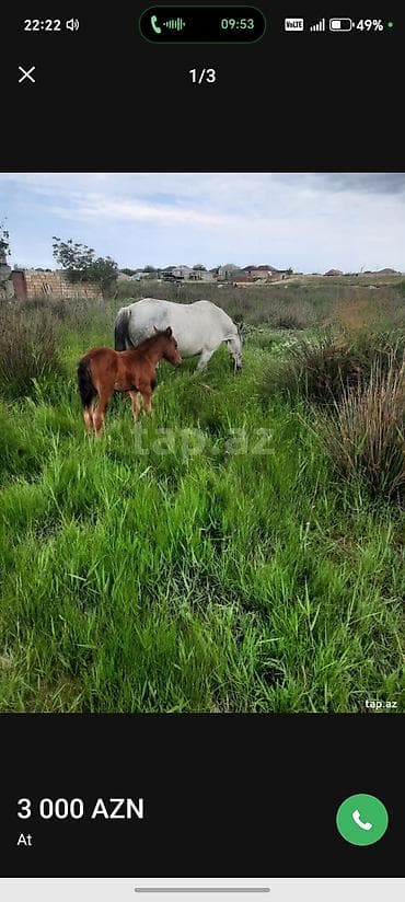 lalafo heyvanlar: At – 3 000 AZN - Növ: at - Rənglər: qır (şabalıdı) və boz - — 3