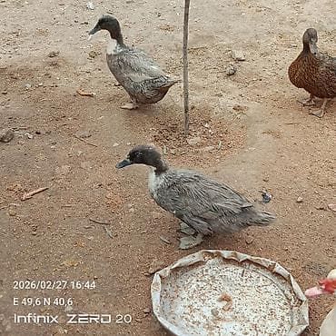 Quşlar: Satılır hamısı çoxu yaxşı sortdu əksəriyyəti yumurtduyur — 5