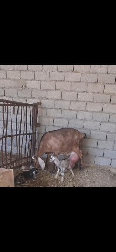 keçi satan: Alpin kecisi 4 lt sud verir 3 balasi var 28 I bu gun dogub cox saglam — 10