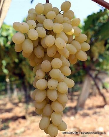 Хозтовары: Sultani uzum taniyan bilen bilir bilmeyen maraqlansin sayca az qalib — 3